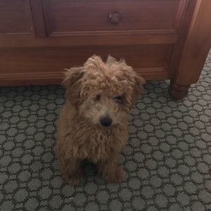 Meet your Posher, Lisa